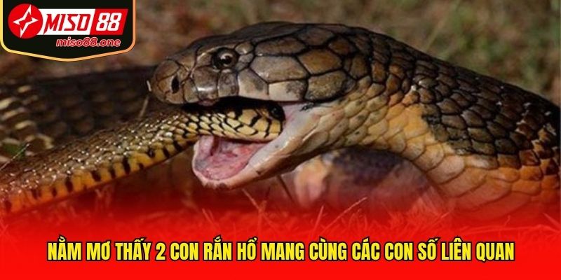 Nằm mơ thấy 2 con rắn hổ mang cùng các con số liên quan 